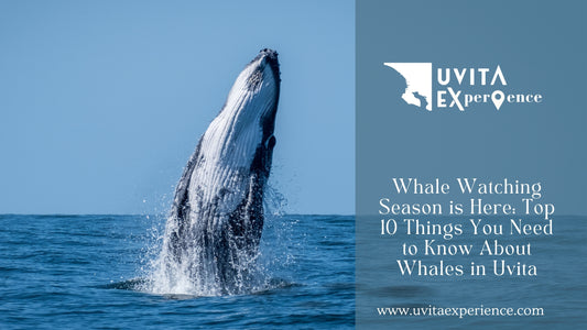 Whale Watching in Uvita