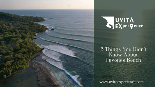 5 Things You Didn't Know About Pavones Beach