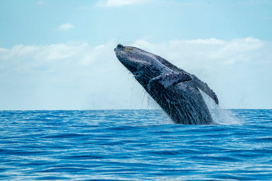 Excursión de avistamiento de ballenas