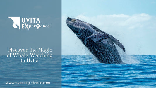 Discover the Magic of Whale Watching in Uvita