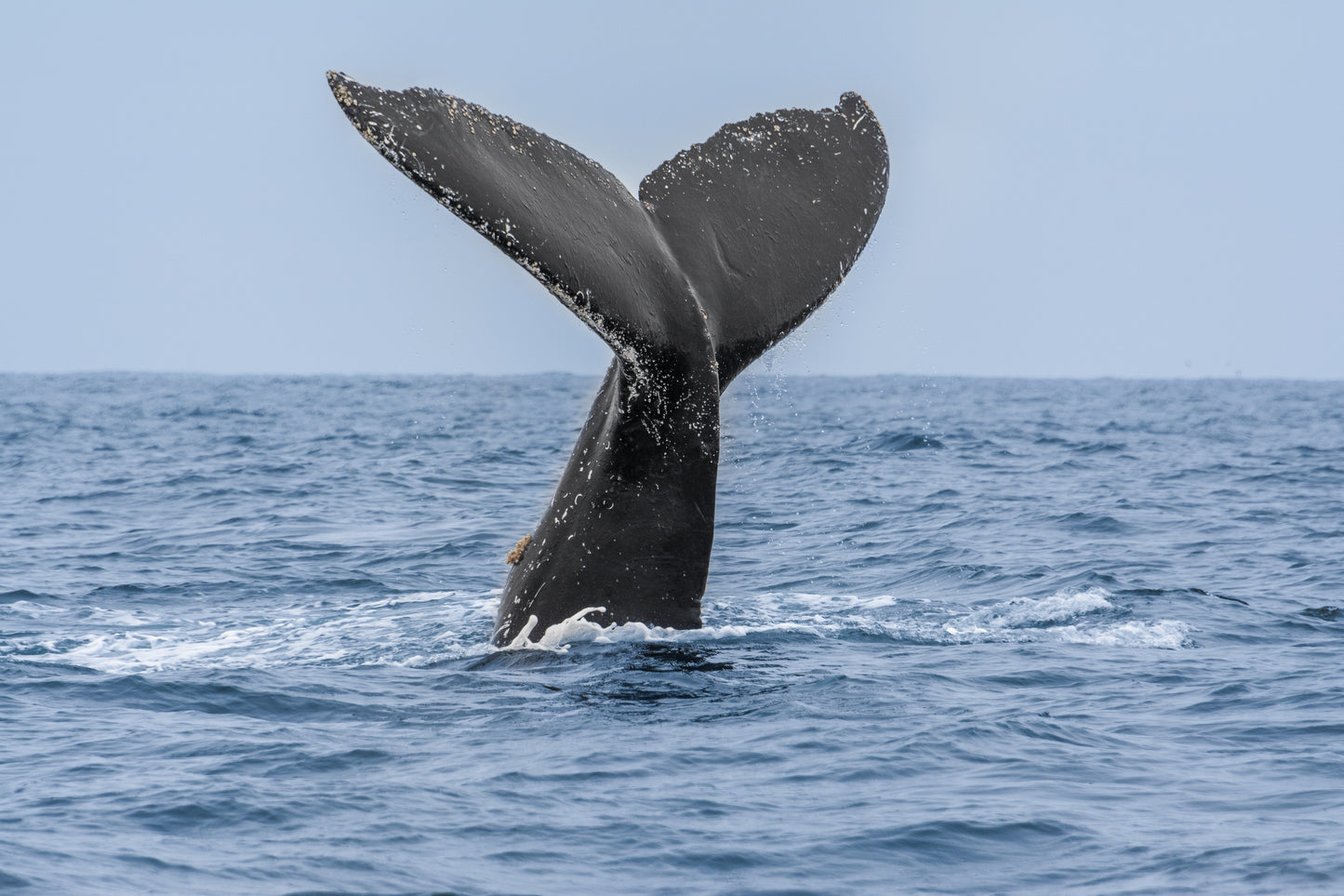 Tour de ballenas