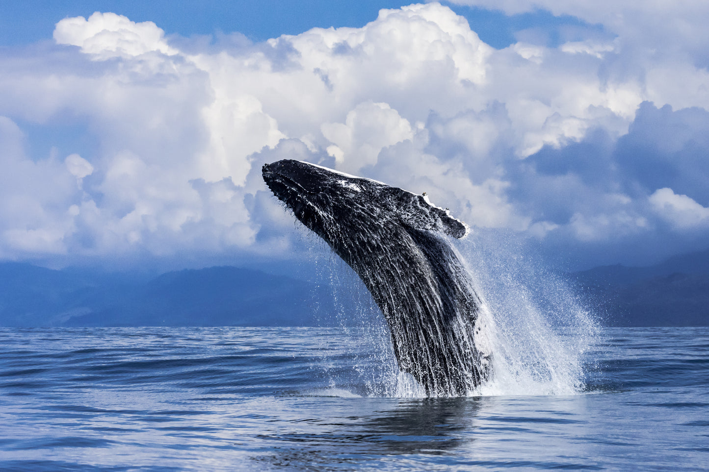 Tour de ballenas