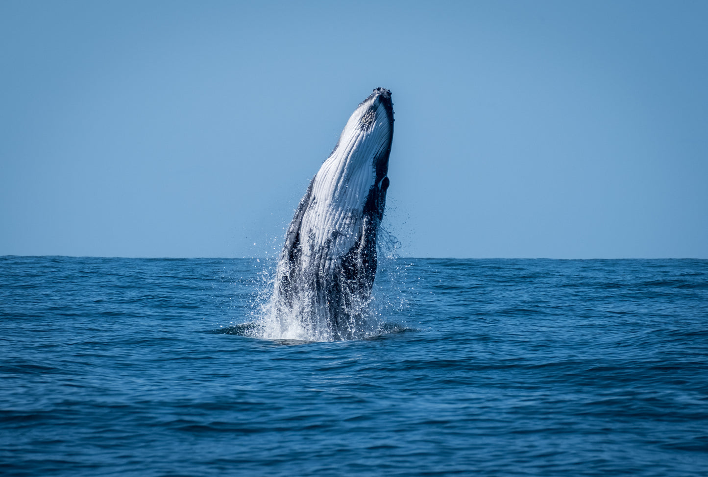 Tour de ballenas