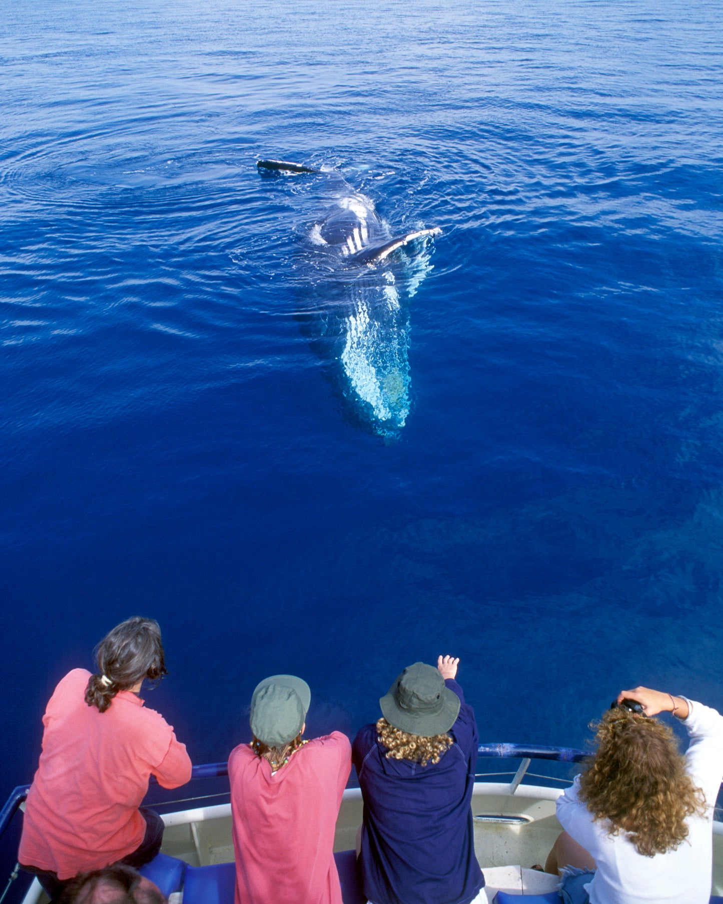 Tour de ballenas