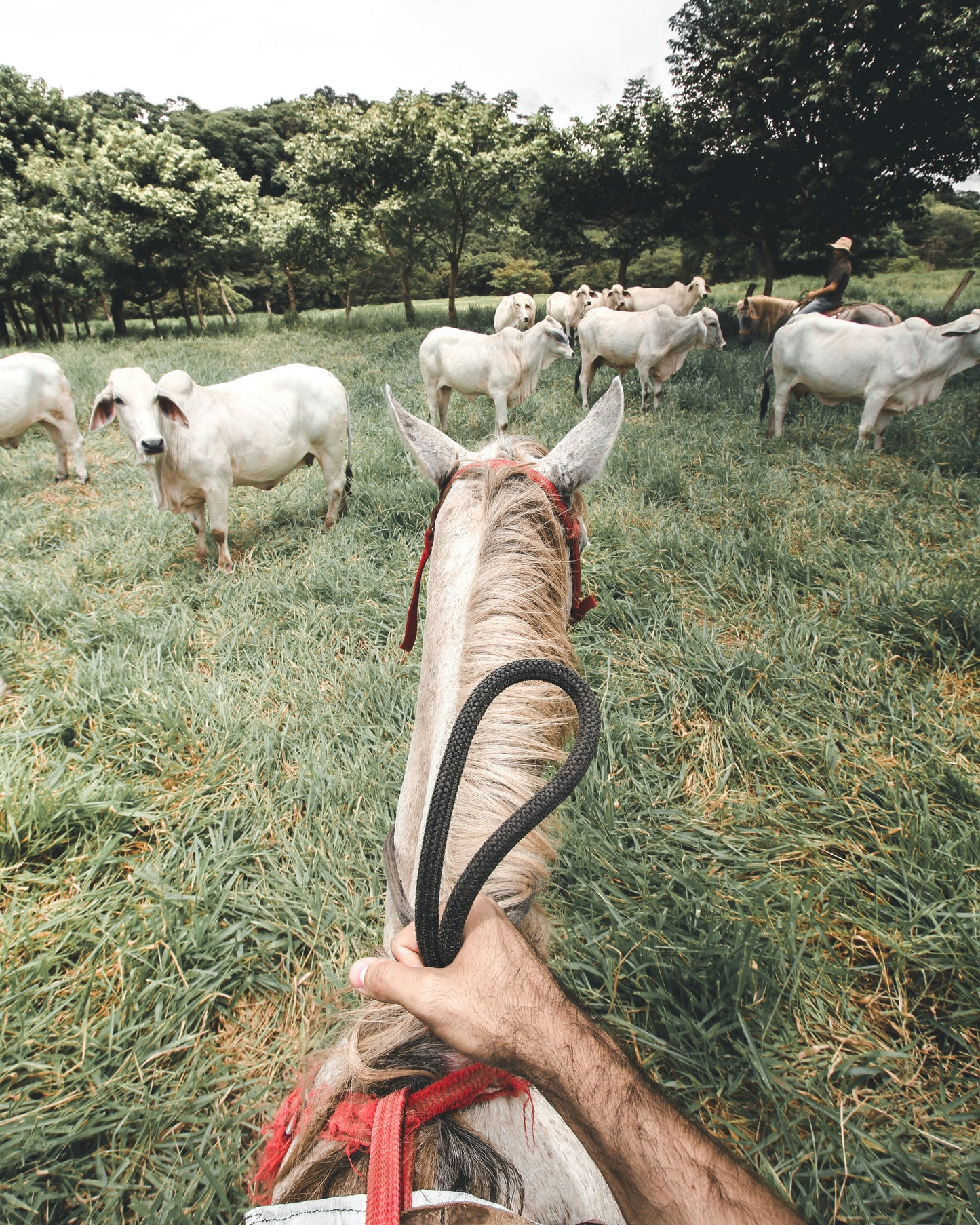 Paseo a caballo